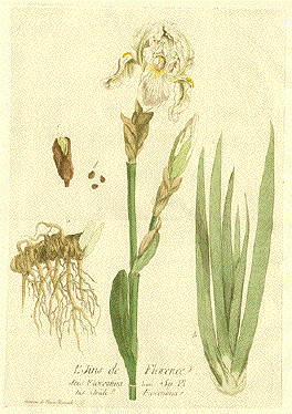 Iris of florence