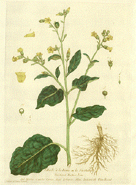 Tobacco