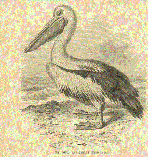 Pelican