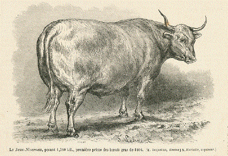 Antique Prints of Cows, Ochsen, Buffalo, etc. (Kuehe, Vacas )