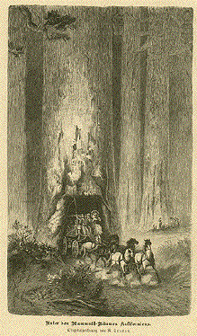 Mammouth Tree