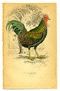 Gallus Furcatus