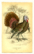 Meleagris Gallopavo