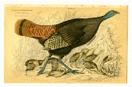 Meleagris Gallopavo