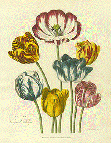 Tulips