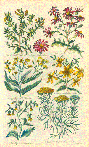 St. John's Wort