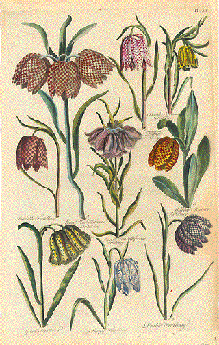 Fritillary