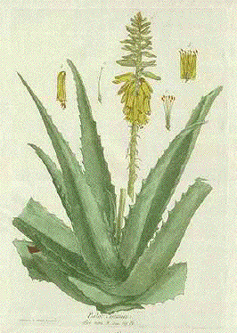 Aloe