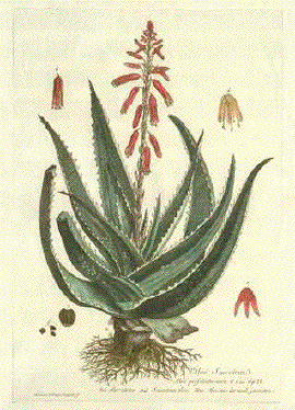 Aloe