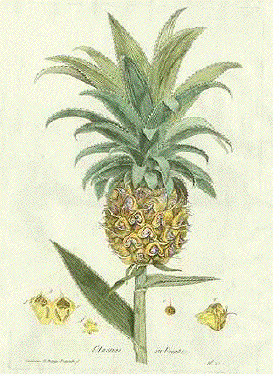 Pineapple