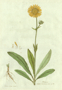 Arnica