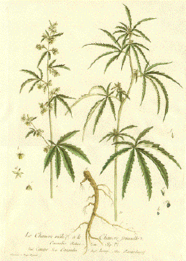 Hemp  - Cannabis