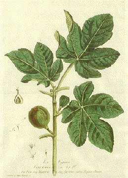 Fig Tree