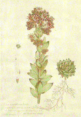 Sempervivum