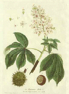 Chestnut