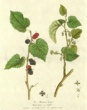 Mulberry Tree