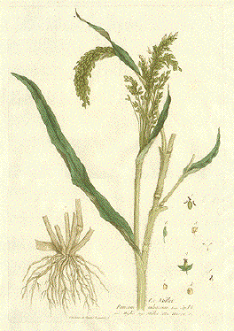 Sorghum