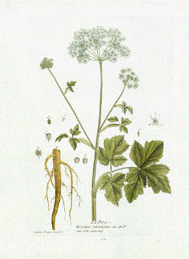 Berce, Cow parsnip