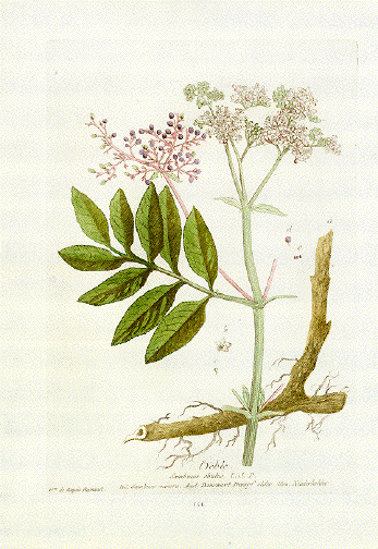 Sambucus, Sambuco, Dwarf elder, Niederholder