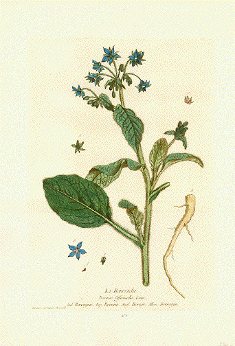 Bourrache, Borragine, Borraia, Borage