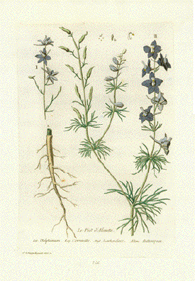 Delphinium