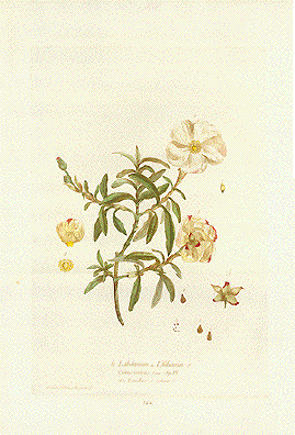 Cistus Rose