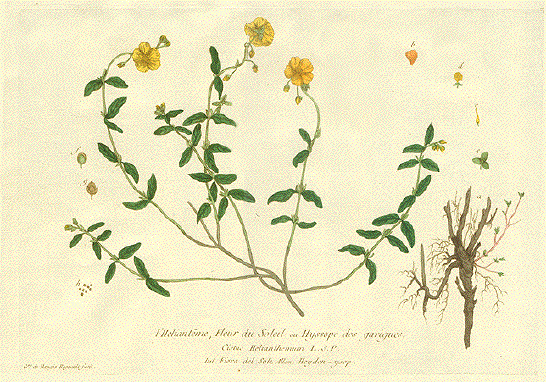 Fiora del Sole, Cistus Helianthemum