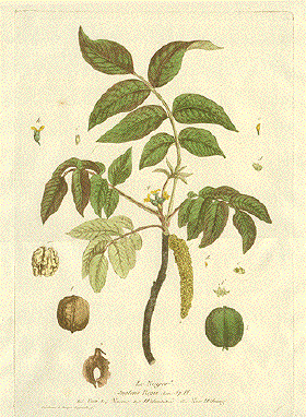 Walnut, Noyer, Juglans Regia, Nueres