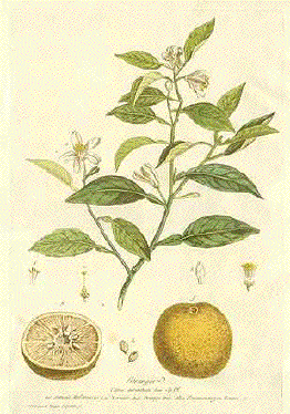 Orange, Arancio, Pommeranzen Baum, Citru aurantium