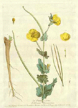 Pavot Cornu, Papavero Cornuto, Dormidera Marina, Horned Poppy, Mohn