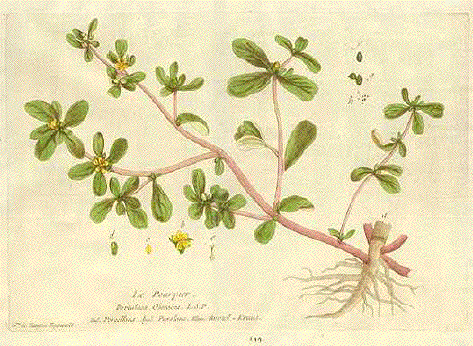 Portulacca, Pourpier, Purslana, Porcellana