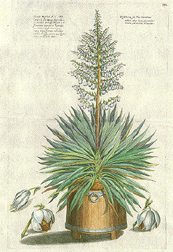 Yucca Gloriosa