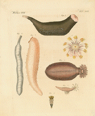 Leeches - Blutegel - Sangsue - Sanguisuga