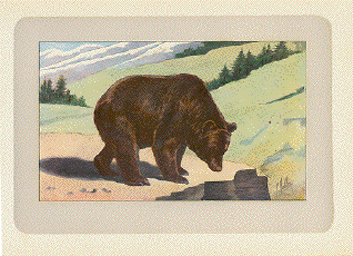 Antique Prints of Bears | Leinwandbilder