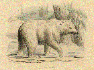 Polar Bear