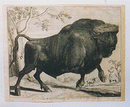 Buffalo by Huyberts