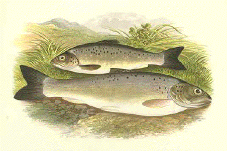 Black-Finned Trout