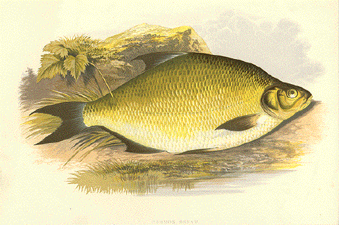 Common Bream