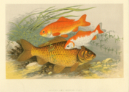 Golden and Bronze Carp