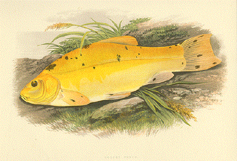 Golden Tench