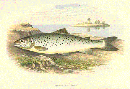 Lochleven Trout