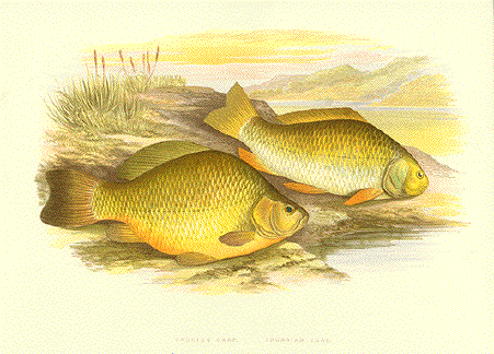 Crucian and Prussian Carp