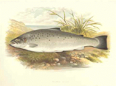 Salmon Trout