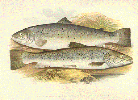 Salmon