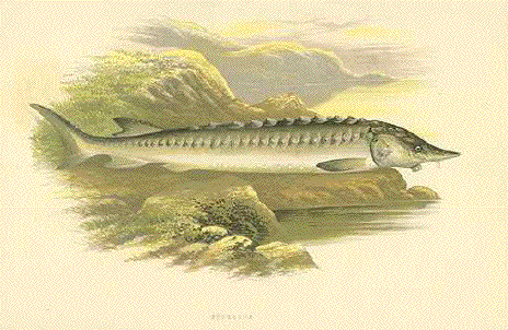 Sturgeon