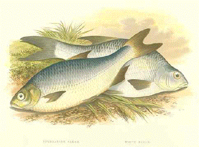 Pomeranian Bream  - white Bream