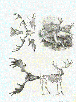 Skull anD Horns of fossil Elk of Ireland