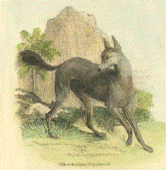 Arabian Greyhound