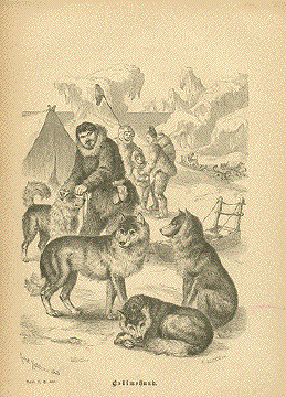 Huskies