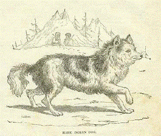 Hare Indian Dog